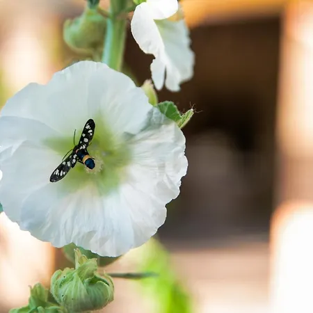A Casa Castora Pensión Uffogliano