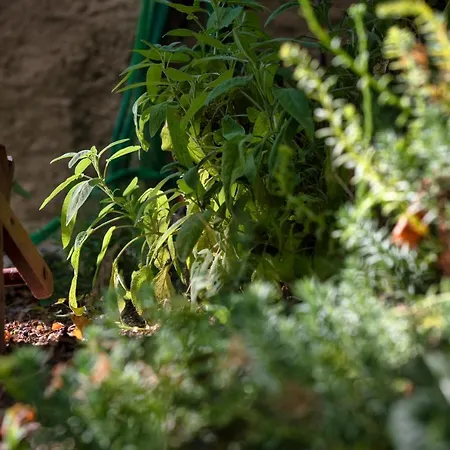 A Casa Castora Pensionat *