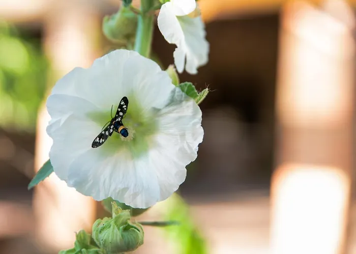 A Casa Castora 招待所 Uffogliano