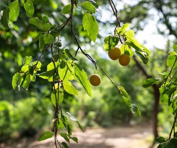 A Casa Castora Uffogliano