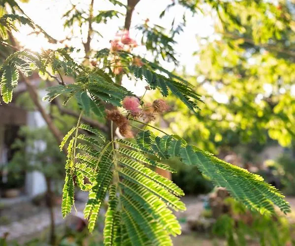 Pensjonat A Casa Castora *